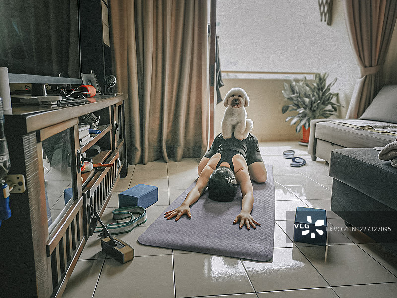 中国中年女性在家练习瑜伽，玩具贵宾犬在身后，用手机上网络课程图片素材