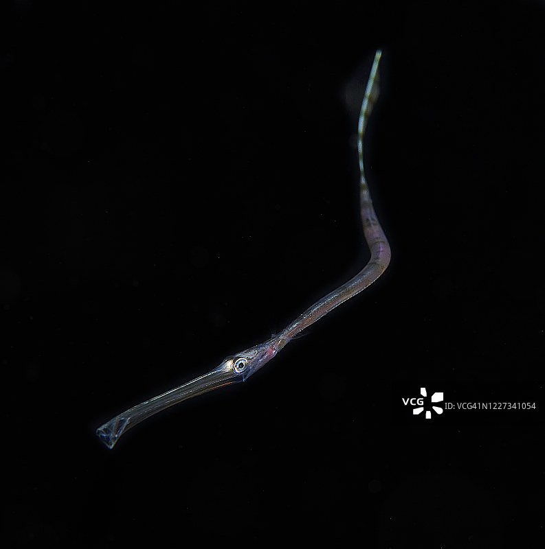 幼年喇叭鱼图片素材