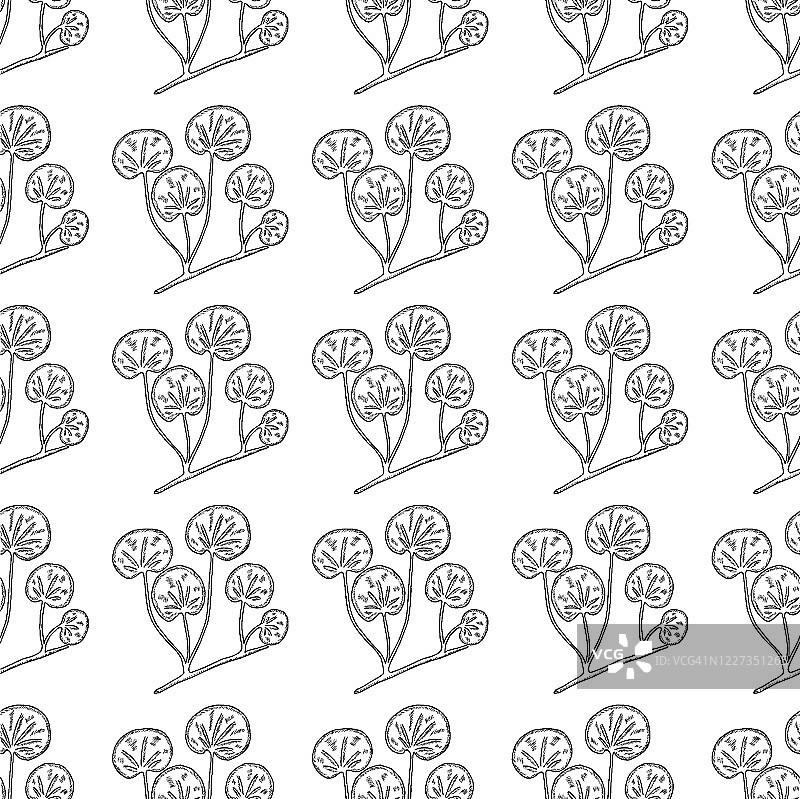 积雪草素描，无缝图案1-4-4图片素材