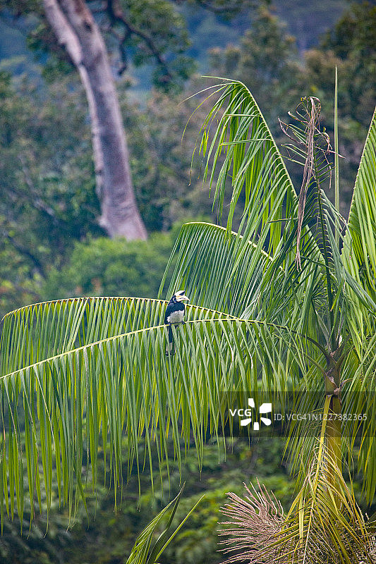 在兰卡威的棕榈树上栖息的双角犀鸟图片素材