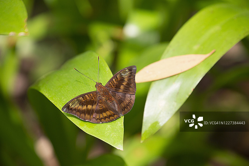 兰卡威的巧克力三色堇蝴蝶图片素材