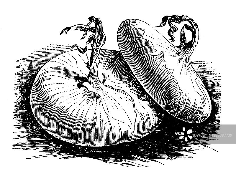 古董插画：洋葱图片素材