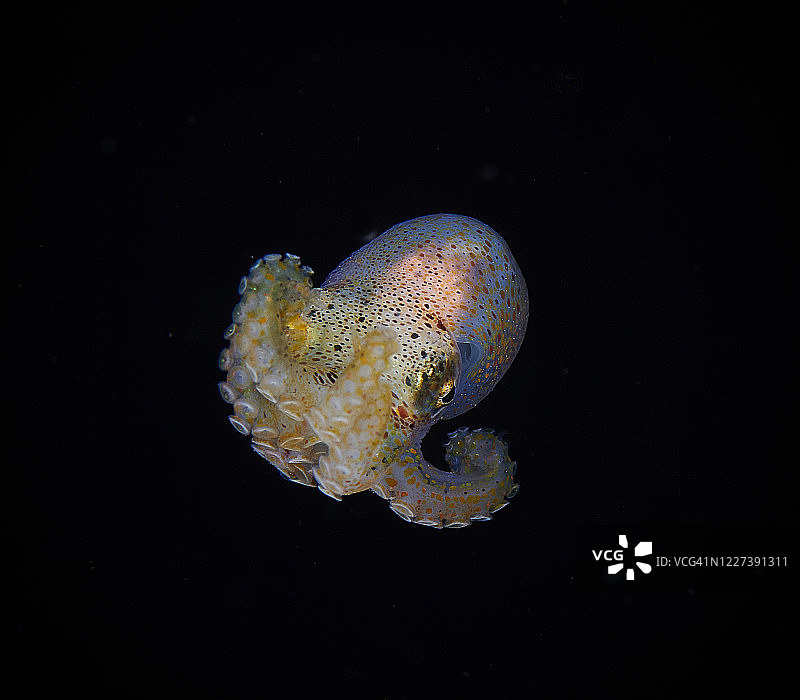 短尾鱿鱼图片素材