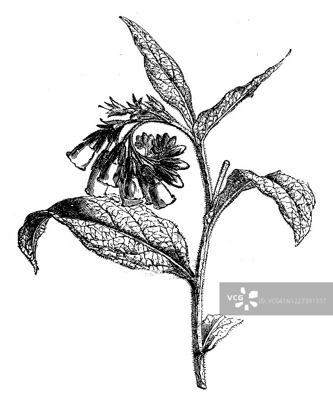 聚合草植物学古董插画图片素材