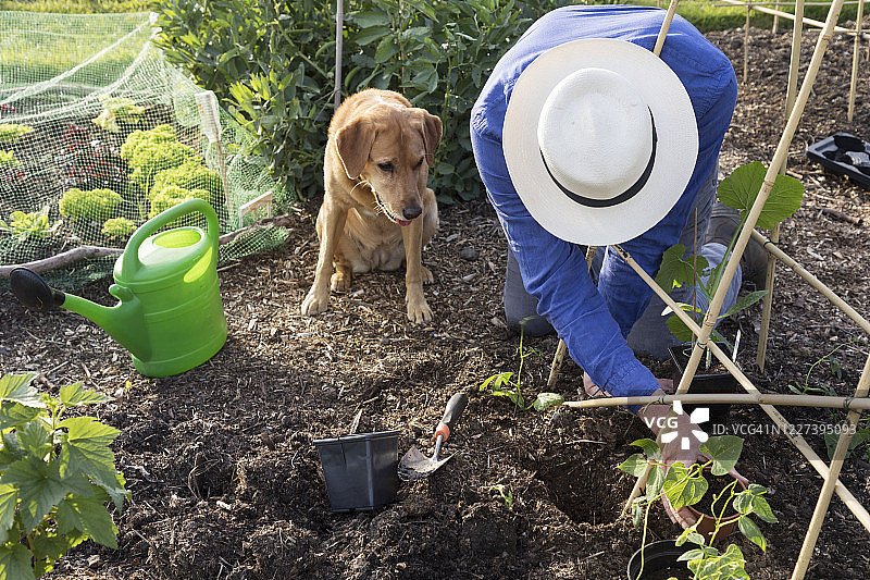 园丁在花园里种植豆类植物，小狗在一旁观看图片素材