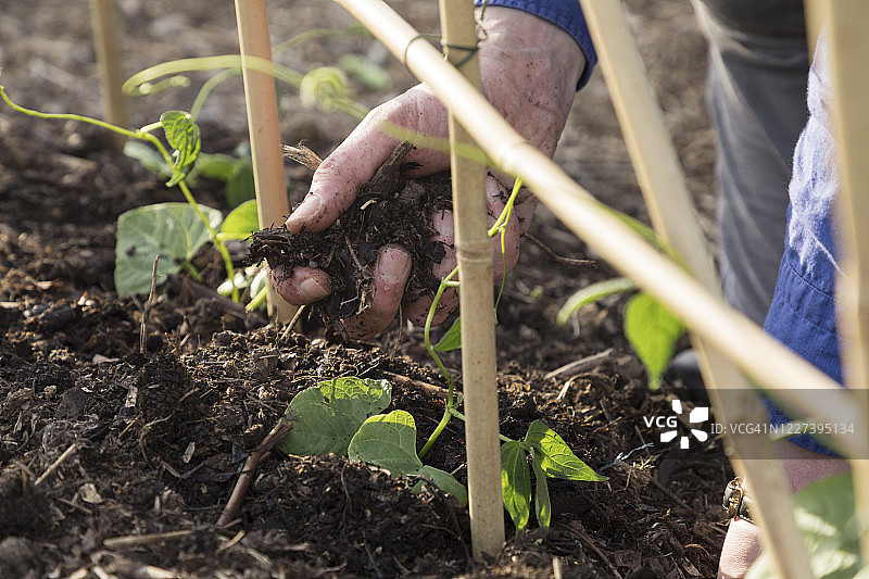 男人手部向已种植的豆苗添加堆肥特写图片素材