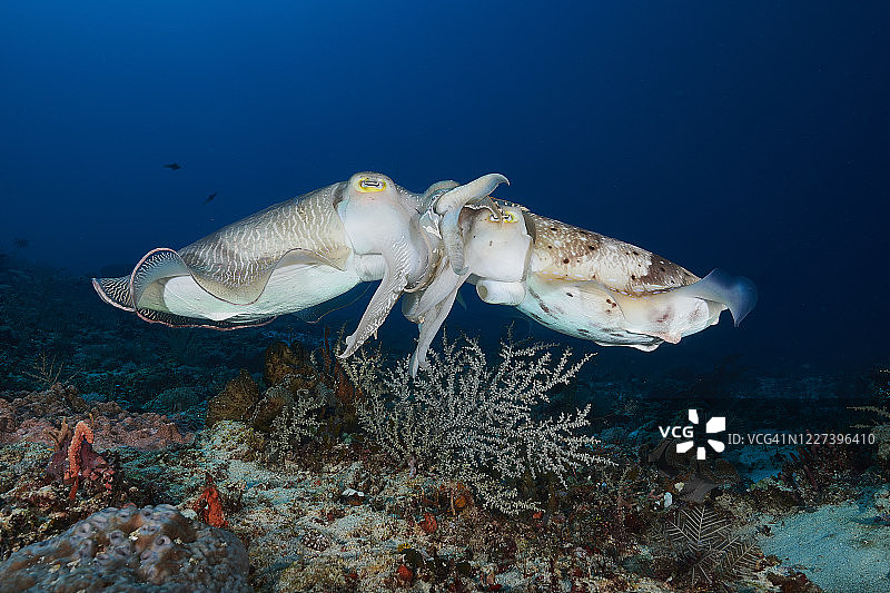 乌贼交配图片素材