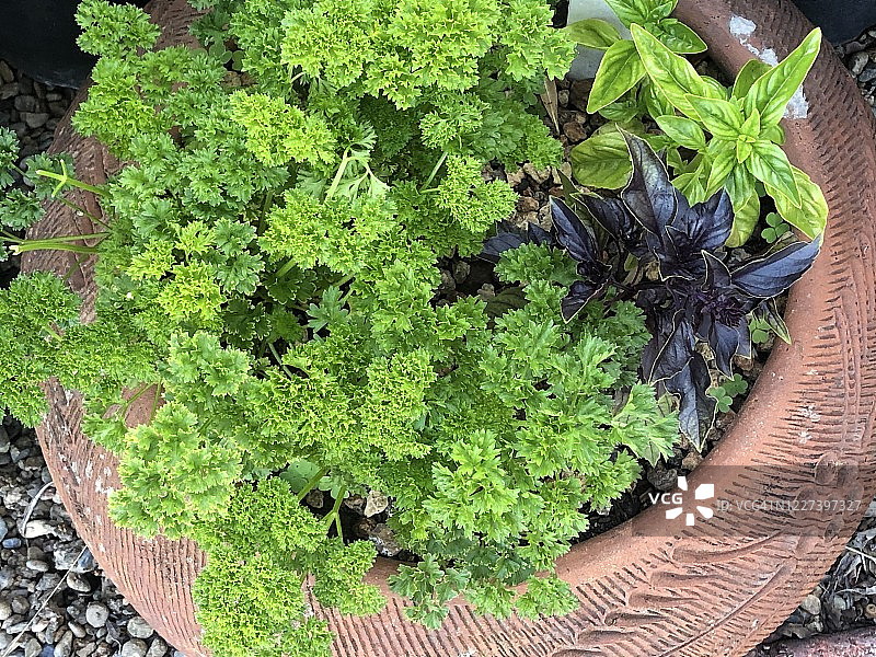 一盆新鲜香草图片素材