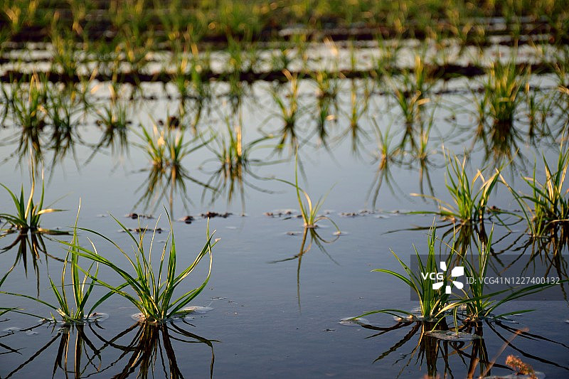 给植物浇水图片素材