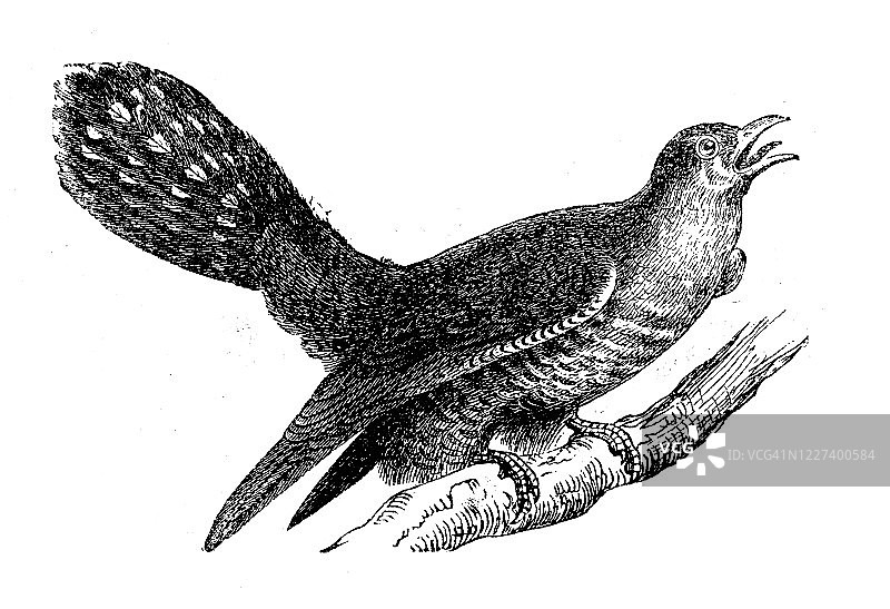 古代插图：布谷鸟（Cuculus canorus）图片素材