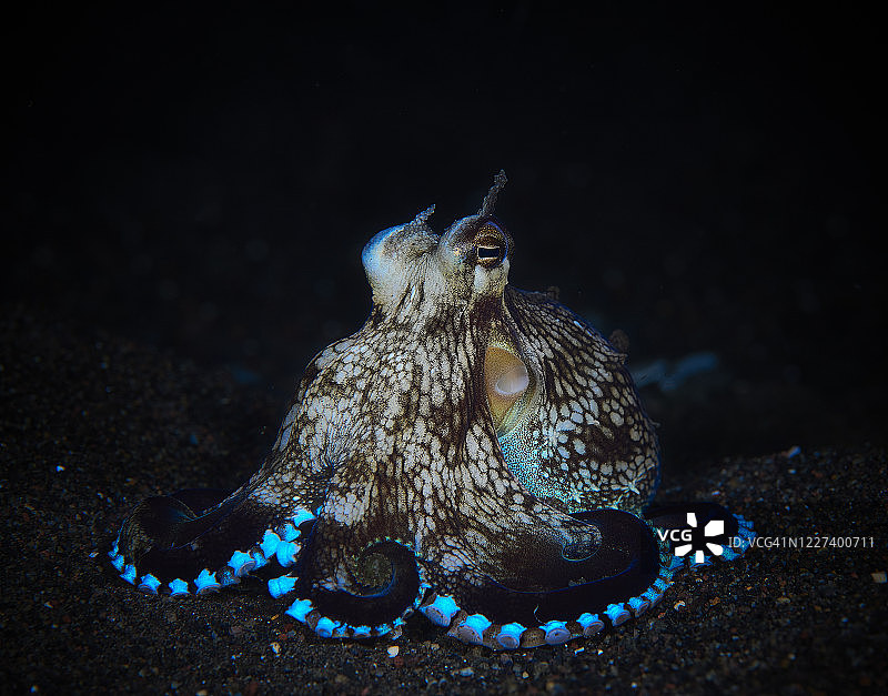 椰子章鱼图片素材