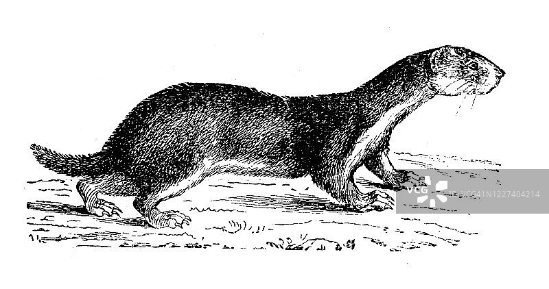 伶鼬古董插画图片素材