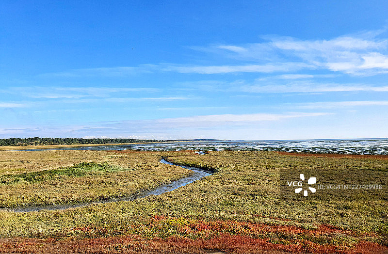 瓦登海国家公园盐沼上的秋季碱蓬图片素材