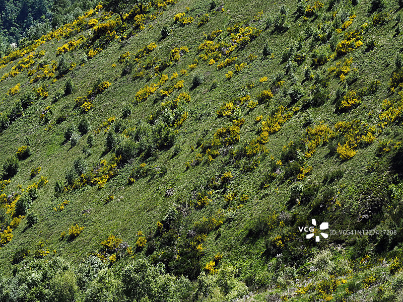 瓦尔格兰德国家公园瓦达山上的苏格兰金雀花图片素材