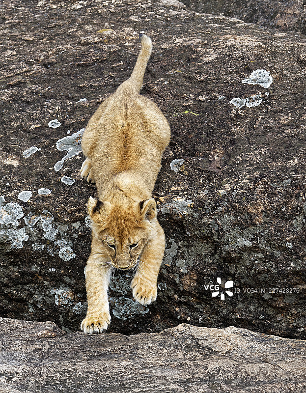 狮子（Panthera leo）图片素材