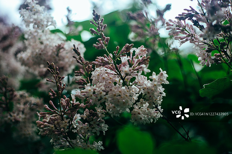 雨滴叶片：植物生机盎然的春夏绿色背景，绿色叶子纹理图片素材