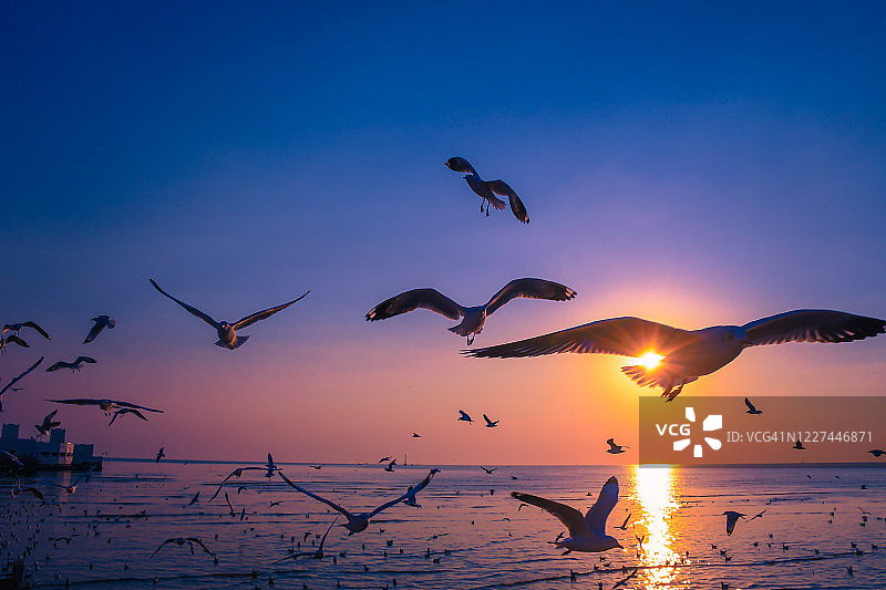 日落时海鸥在海面上飞翔的风景图片素材