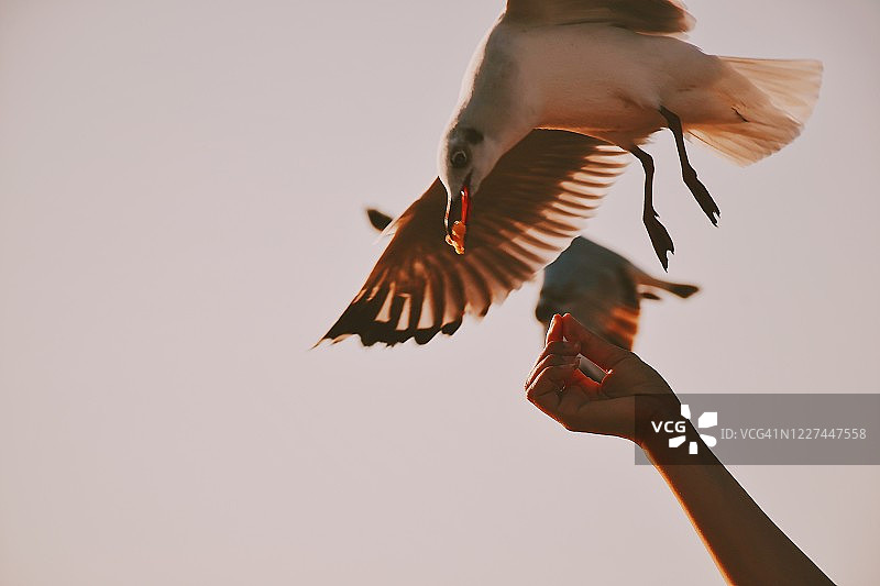 日落时分，海鸥从手中觅食的特写图片素材