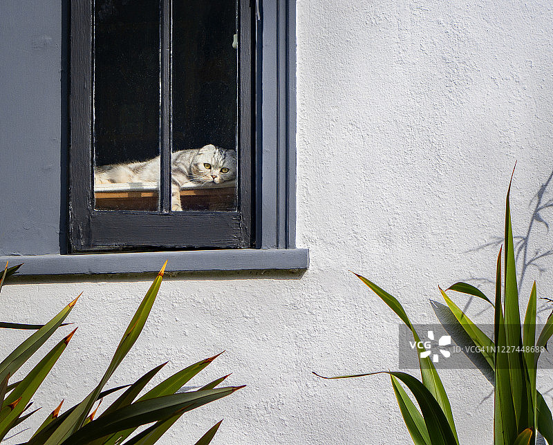 猫咪在窗后放松图片素材