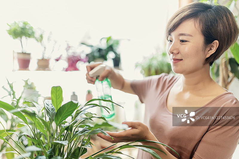 女人在家给绿色植物浇水图片素材