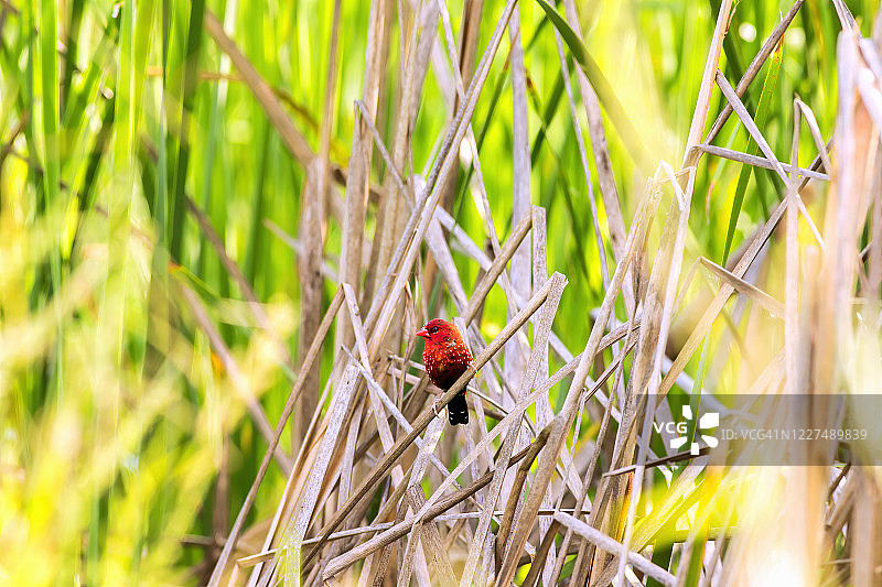 红梅花雀图片素材