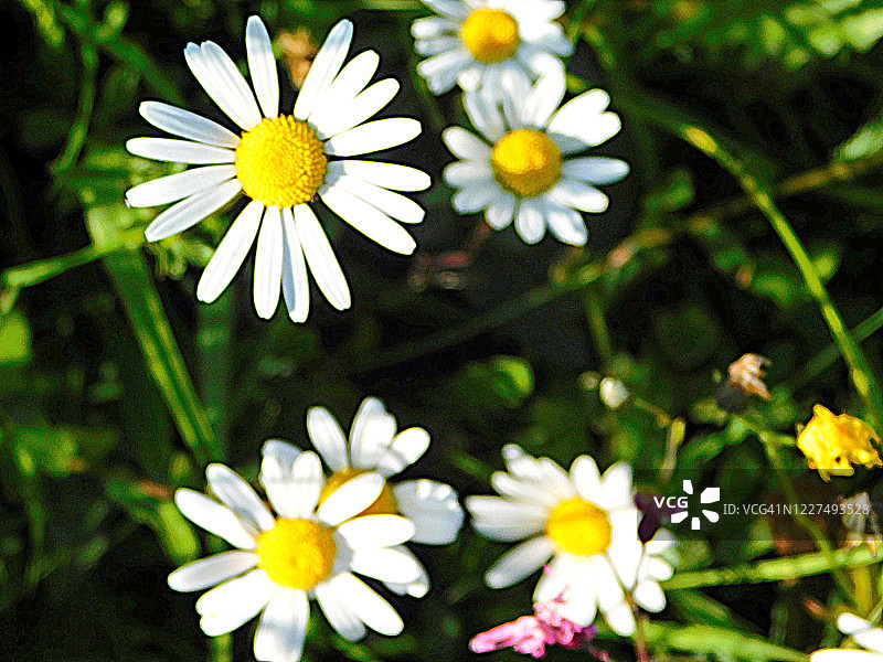 雏菊特写图片素材