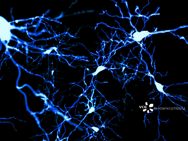 锥体神经元插画图片素材