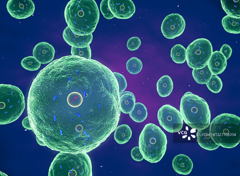 布鲁氏菌细菌，图示图片素材