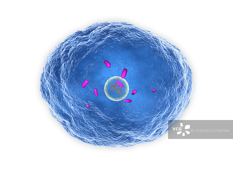 布鲁氏菌图示图片素材