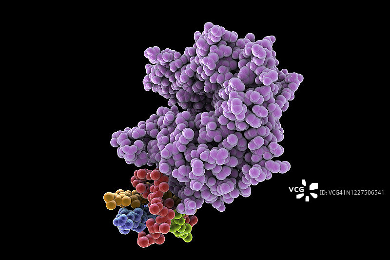 人ACE2受体分子图片素材