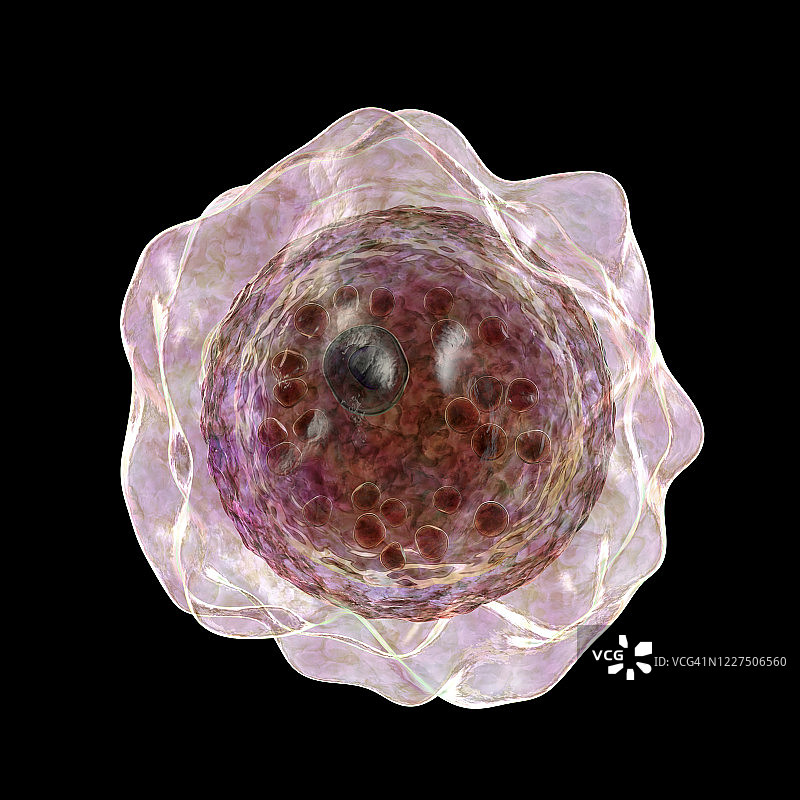 巴拉姆西亚阿米巴原虫包囊插图图片素材