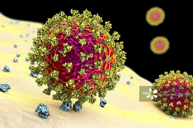 新冠病毒与人体细胞结合示意图图片素材