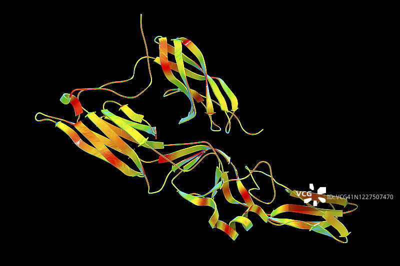 汉坦病毒糖蛋白Gc分子模型图片素材
