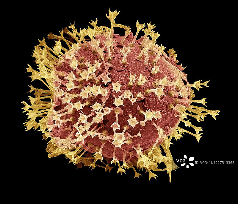 棘皮囊藻，扫描电镜图片素材
