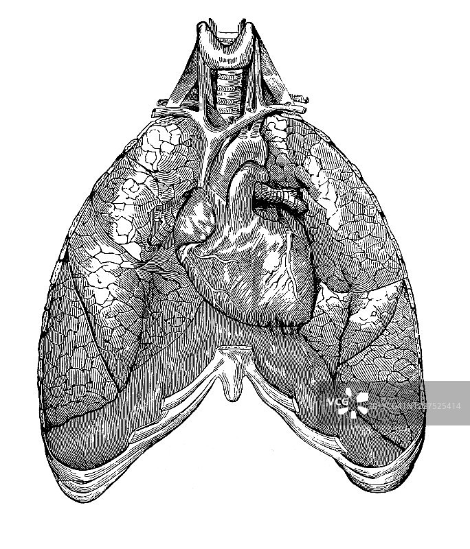 肺和心脏的古老雕刻插图图片素材