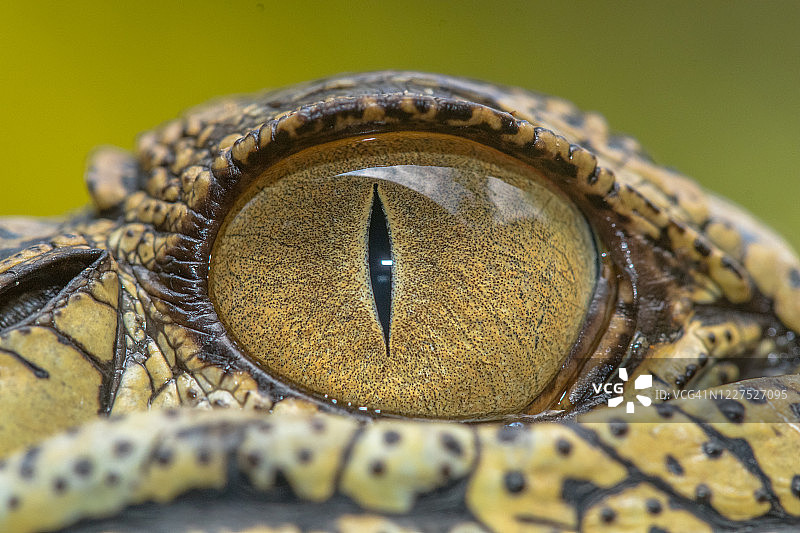 印度尼西亚鳄鱼眼睛特写图片素材