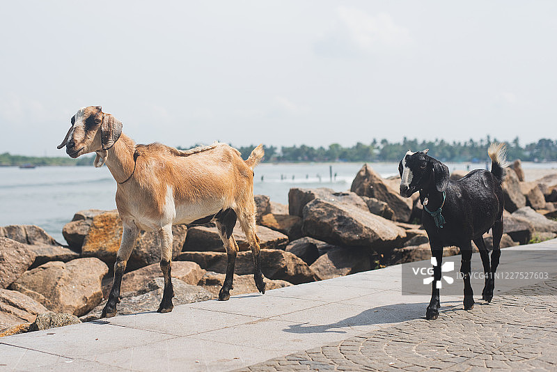 在印度喀拉拉邦科钦海滨行走的两只山羊图片素材