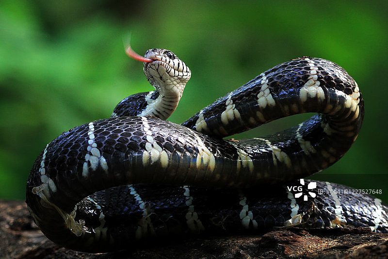 准备攻击的林蛇，印度尼西亚图片素材