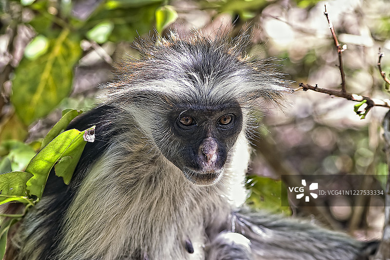 桑给巴尔红疣猴图片素材