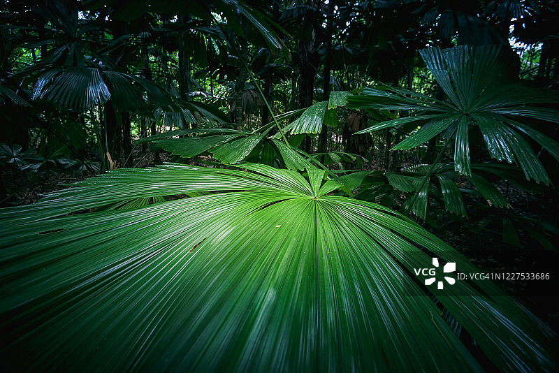 丹特里雨林图片素材