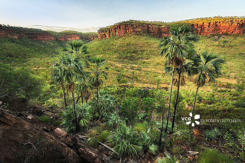 乔溪的棕榈树图片素材