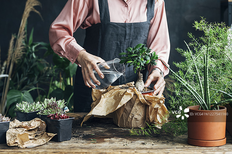 浇灌盆栽：一位女士正在给盆栽树浇水图片素材