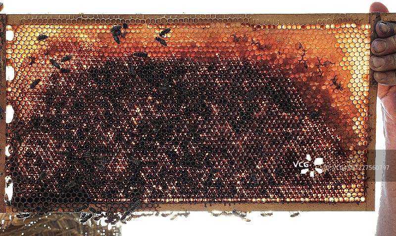 养蜂人手持蜂巢托盘与蜜蜂特写图片素材