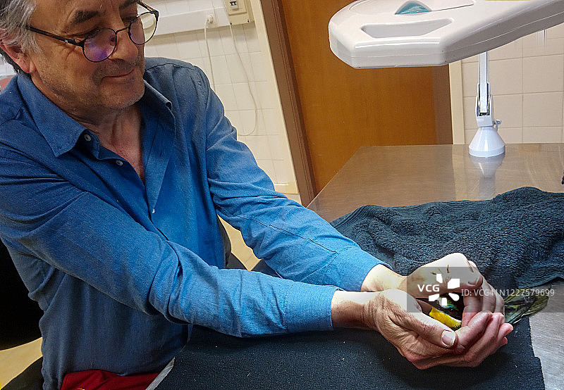 照顾受伤的蜂虎图片素材