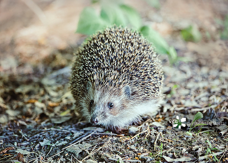 自然栖息地中的小刺猬图片素材