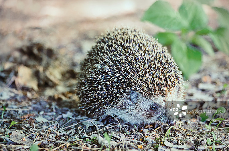 自然栖息地中的小刺猬图片素材