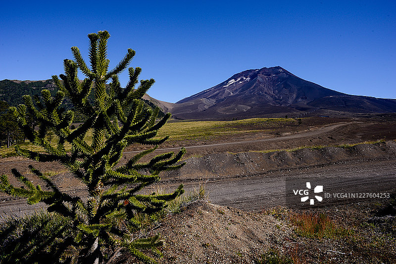 隆基迈火山与前景中的猴谜树图片素材