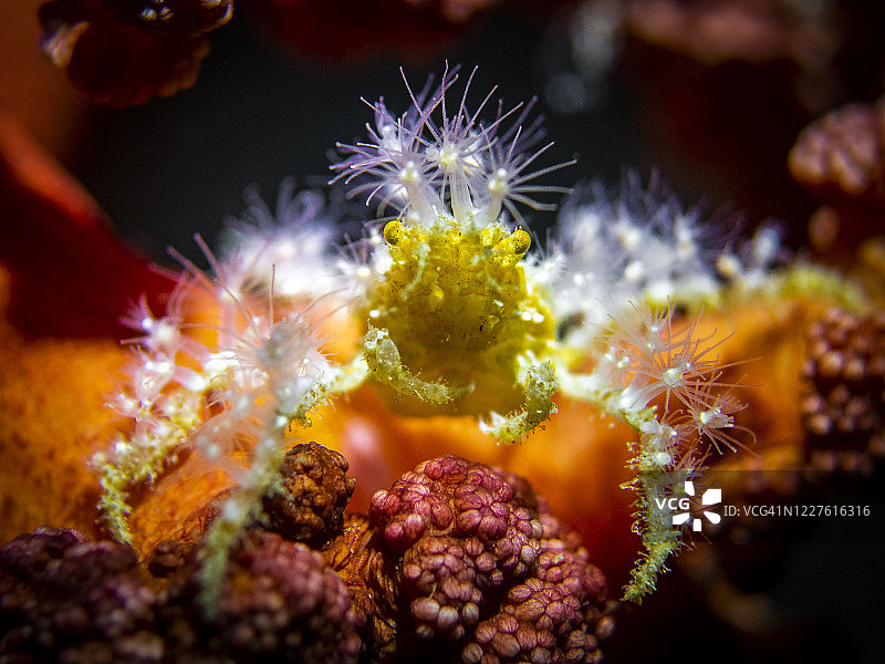 蜘蛛蟹（Camposcia retusa）图片素材