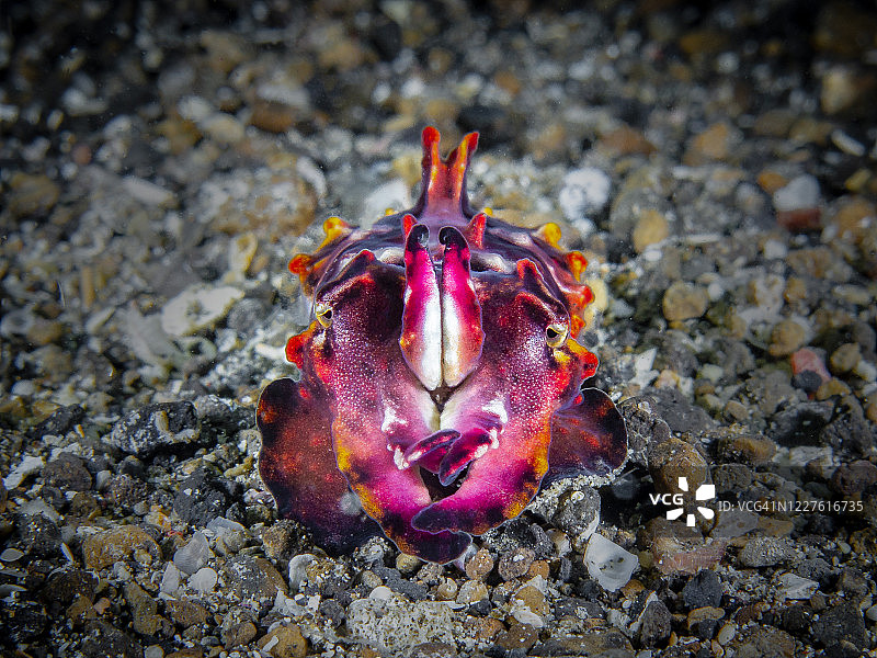 火焰乌贼图片素材