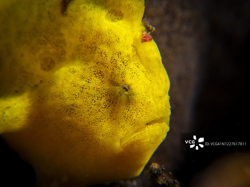 黄色疣突躄鱼图片素材